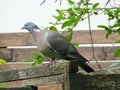 portrait of a beautiful bird turtle dove sitting on a wooden bar