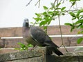 Portrait of a beautiful bird turtle dove sitting on a wooden bar