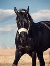Portrait of beautiful black breed stallion in spring field Royalty Free Stock Photo