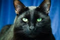 Portrait of a beautiful black cat with green eyes on a blue background. He looks into the camera. Royalty Free Stock Photo