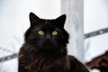 Portrait of a beautiful black Chantilly Tiffany cat at home