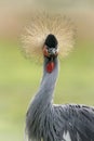 Portrait of a beautiful Black crowned crane, or Black Crested Crane Balearica pavonina close-up profile. Royalty Free Stock Photo