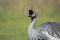 Portrait of a beautiful Black crowned crane, or Black Crested Crane Balearica pavonina close-up profile. Royalty Free Stock Photo