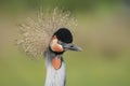 Portrait of a beautiful Black crowned crane, or Black Crested Crane Balearica pavonina close-up profile. Royalty Free Stock Photo