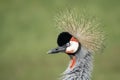 Portrait of a beautiful Black crowned crane, or Black Crested Crane Balearica pavonina close-up profile. Royalty Free Stock Photo