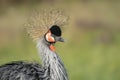 Portrait of a beautiful Black crowned crane, or Black Crested Crane Balearica pavonina close-up profile. Royalty Free Stock Photo