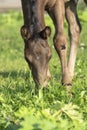 Portrait of beautiful black foal grazing freely. close up.  sunny summer day Royalty Free Stock Photo