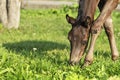 Portrait of beautiful black foal grazing freely. close up.  sunny summer day Royalty Free Stock Photo