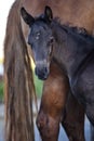 Portrait of beautiful black foal posing  with  chestnut mom . close up Royalty Free Stock Photo