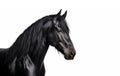 Portrait from beautiful black frisian stallion Royalty Free Stock Photo