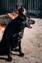 A beautiful representative of the breed is a black German shepherd with brown eyes and large ears. Portrait of a beautiful black Royalty Free Stock Photo