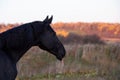 Portrait of beautiful black horse. autumn season Royalty Free Stock Photo