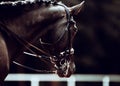 Portrait of a beautiful black horse with a bridle on its muzzle in the evening twilight. Equestrian sports. Photo of a horse Royalty Free Stock Photo