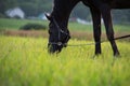 portrait of beautiful black horse grazing in field. close up. cloudy day Royalty Free Stock Photo