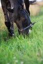 portrait of beautiful black horse grazing in field. close up. cloudy day Royalty Free Stock Photo