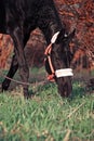 portrait of beautiful black horse grazing in field. spring time. close up Royalty Free Stock Photo