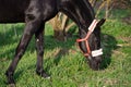 portrait of beautiful black horse grazing. spring time. close up Royalty Free Stock Photo