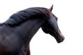 Portrait of beautiful black horse izolated on white background, bottom view. Cropped shot of a horse looking to the side. Royalty Free Stock Photo