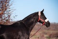 portrait of beautiful black horse posing in field. spring time Royalty Free Stock Photo