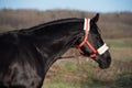 portrait of beautiful black horse posing in field. spring time. close up Royalty Free Stock Photo