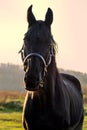 Portrait of beautiful black horse posing in green grass meadow against sun at sunset. autumn season Royalty Free Stock Photo