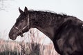 Portrait of beautiful black horse  posing in  meadow. autumn season Royalty Free Stock Photo