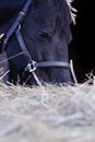 Portrait of beautiful black horse posing nearly hay agaist black background. close up Royalty Free Stock Photo