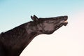 Portrait of beautiful black horse sniffling against sky background Royalty Free Stock Photo