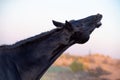 Portrait of beautiful black horse sniffling . fall season Royalty Free Stock Photo