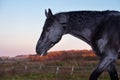 Portrait of beautiful black horse walking in paddock. autumn season Royalty Free Stock Photo