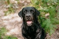 Portrait of beautiful black labrador dog sitting among green fern leaves in footpath in forest. Nature and pets