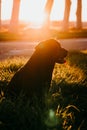 portrait of beautiful black labrador dog sitting at sunset outdoors. Happy dog Royalty Free Stock Photo
