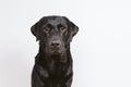 Portrait of a beautiful black labrador over white background looking at the camera. pets indoors Royalty Free Stock Photo