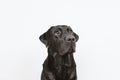 portrait of a beautiful black labrador over white background looking at the camera. pets indoors Royalty Free Stock Photo