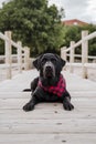 Portrait of a beautiful black labrador sitting on a wood bridge in a park. Looking at the camera. Pets outdoors Royalty Free Stock Photo