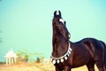 Portrait of beautiful black Marwari colt . India