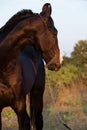 Portrait of beautiful black  Marwari stallion at sunset. authentic indian breed. Gujarat, India Royalty Free Stock Photo