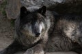 Portrait of a beautiful black northwestern wolf