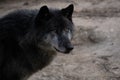 Portrait of a beautiful black northwestern wolf