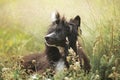 Portrait of beautiful black powderpuff chinese crested dog sitting in the grass in summer at sunset