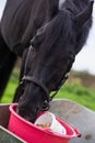 Portrait of beautiful black sportive horse eating apples and muesli from bucket.posing in green grass field. autumn season Royalty Free Stock Photo