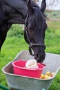 Portrait of beautiful black sportive horse eating apples and muesli from cart. posing in green grass field. autumn season Royalty Free Stock Photo