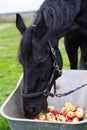 Portrait of beautiful black sportive horse eating apples and muesli from cart.posing in green grass field. autumn season Royalty Free Stock Photo