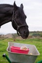 Portrait of beautiful black sportive horse eating apples and muesli from cart.posing in green grass field. autumn season Royalty Free Stock Photo