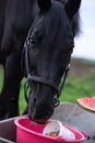 Portrait of beautiful black sportive horse eating apples and muesli from cart.posing in green grass field. autumn season Royalty Free Stock Photo