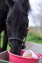 Portrait of beautiful black sportive horse eating apples and muesli from cart.posing in green grass field. autumn season Royalty Free Stock Photo