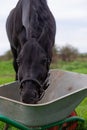 Portrait of beautiful black sportive horse eating apples and muesli from cart.posing in green grass field. autumn season Royalty Free Stock Photo