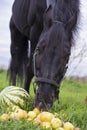 Portrait of beautiful black sportive horse eating fruits and grass. posing in green grass field. autumn season. horsy care and Royalty Free Stock Photo