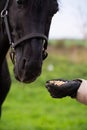 Portrait of beautiful black sportive horse eating  muesli from hands. posing in green grass field. autumn season Royalty Free Stock Photo