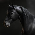 Portrait of a beautiful black stallion on a dark background.